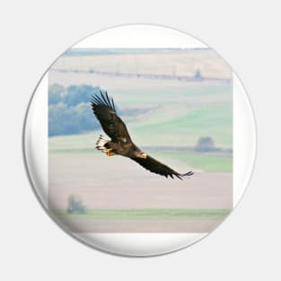 White tailed Eagle Pin