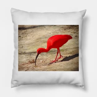 Scarlet Ibis Pillow