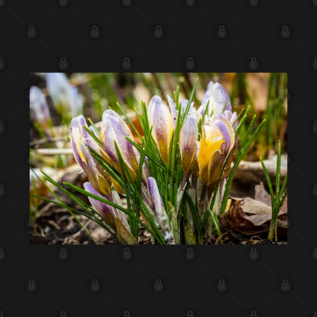 Spring Crocus 5 by Robert Alsop