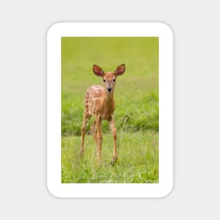 Fawn Memories - White-tailed deer Magnet