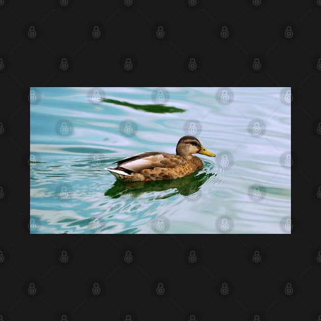 A Duck Swimming In a Pond by BackyardBirder