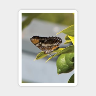 California Sister Butterfly Resting On A Lemon Tree Magnet