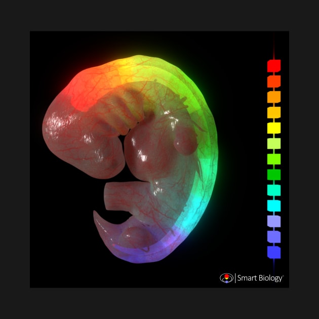 Hox Genes in Developing Embryo by Smart Biology