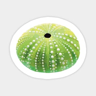 Green Sea Urchin Magnet