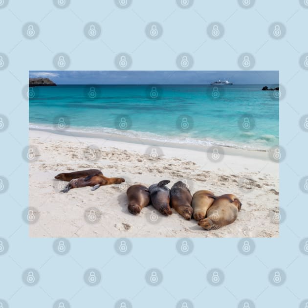 Sea Lions Resting on Galapagos Beach by SafariByMarisa