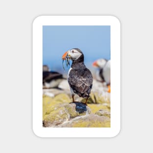 Atlantic Puffin with Sand Eels Magnet