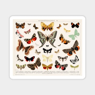 1894 Antique Butterfly Classification Illustration Magnet