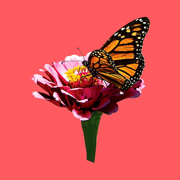 Zinnias - Monarch Butterfly on Pink Zinnia by SusanSavad