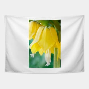 Fritillaria imperialis  &#39;Maxima Lutea&#39;  AGM  Crown imperia Tapestry