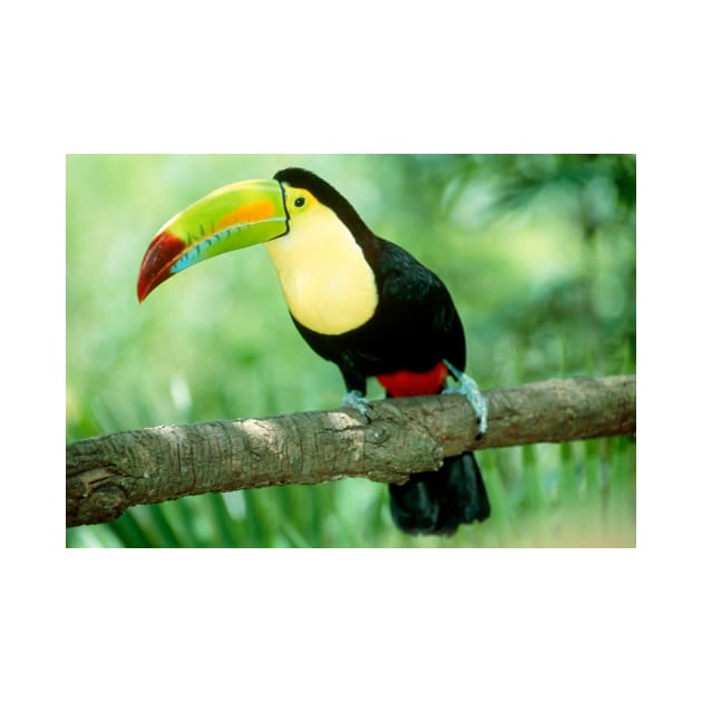 Keel-billed toucan (Ramphastos sulfuratus) in tree (Z888/0001) by SciencePhoto