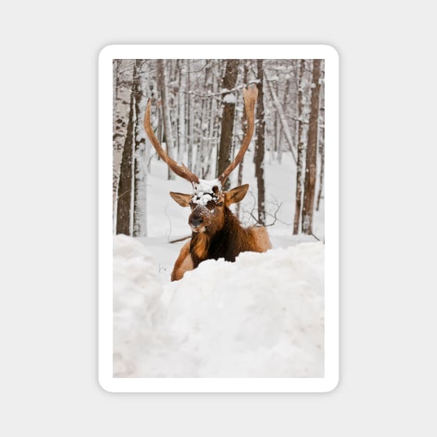 Red Deer In Snow Magnet by jaydee1400