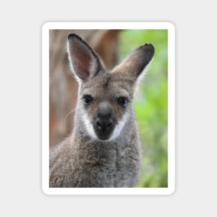 Swamp Wallaby Magnet