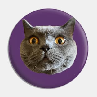 Chartreux Pin