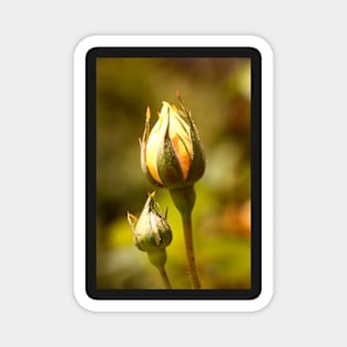 Yellow Rose Bud Magnet