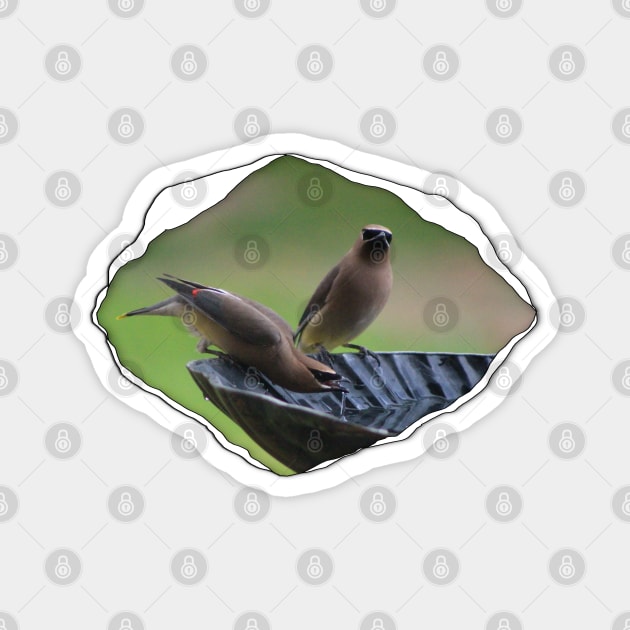 Cedar Waxwing through Torn Cloth Magnet by ButterflyInTheAttic