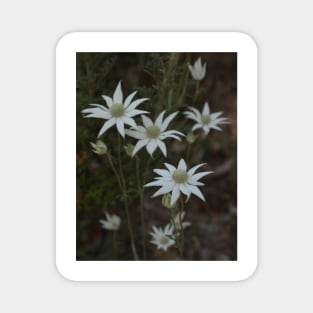 Flannel Flowers in Oatley Park Magnet