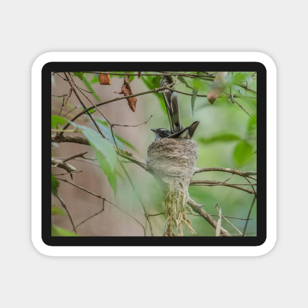 Fantail in nest Magnet by Bevlyn