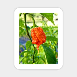 Carolina Reaper Magnet