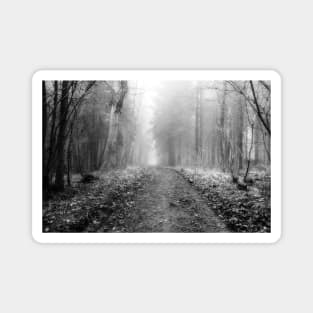 Walk through the woods on a foggy morning Magnet