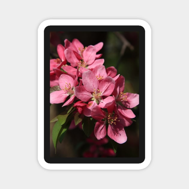 Crab Apple Blossoms Magnet by lyle58