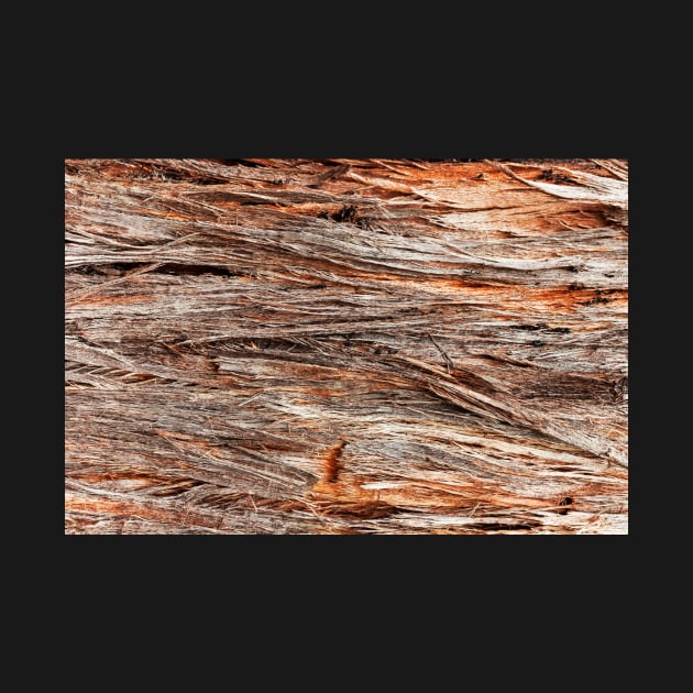 Rustic Orange Stringy Bark Tree by textural