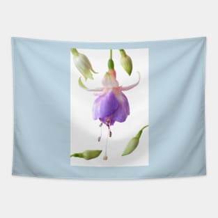 Fuchsia  &#39;Prince George&#39; Tapestry