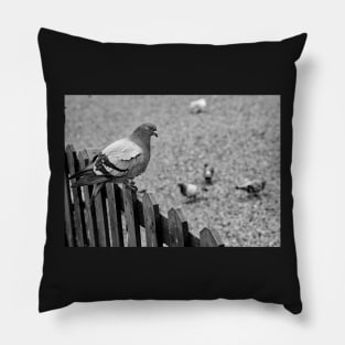 Pigeon on the fence Pillow