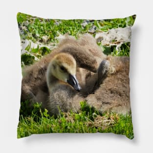 Canada Geese Goslings Resting On The Grass Pillow