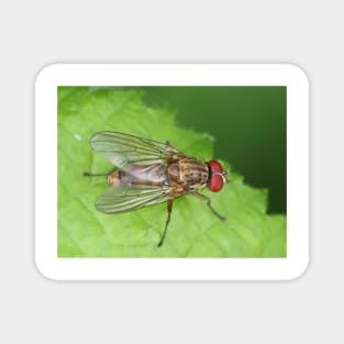 Muscidae fly - insect macro Magnet