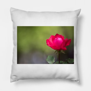 Rose By Another Name Pillow