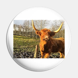 Scottish Highland Cattle Cow 2152 Pin