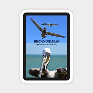 Brown Pelican educational Magnet