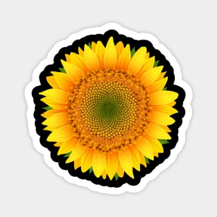 sunflower ,tournesol Magnet