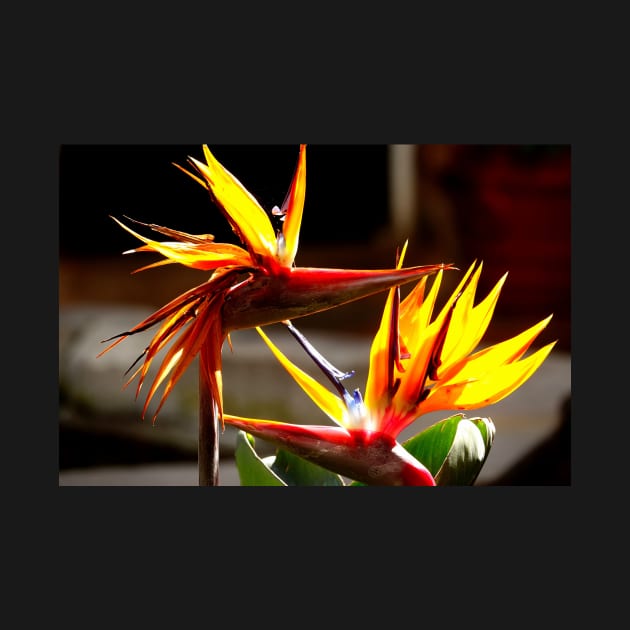 Oiseaux du paradis (Strelitzia Reginae) Fleur du Mexique by franck380