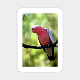 Galah Magnet