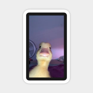 Duck meme Magnet