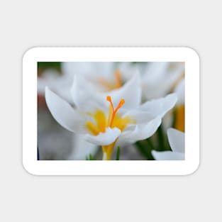 Crocus sieberi  &#39;Bowles&#39;s White&#39; Magnet