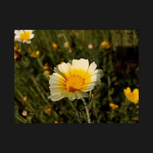 Beautiful summer white flowers by hi-special