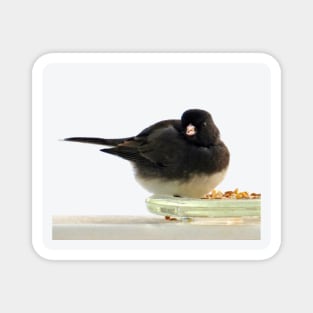 Junco No.2 Magnet