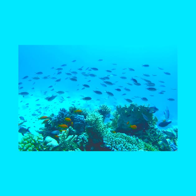 Tropical Fish Swimming Underwater in Blue Ocean by Kate-P-