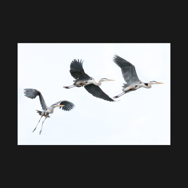 Flight of Great Blue Herons by Debra Martz