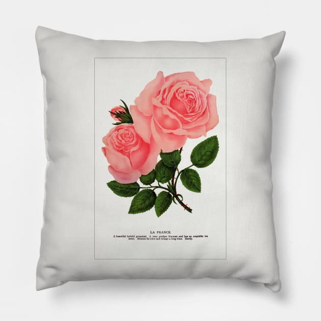 Pink rose, La France Lithograph (1900) Pillow by WAITE-SMITH VINTAGE ART