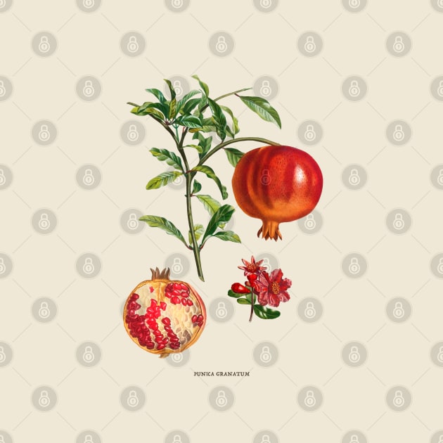 Pomegranate Antique Botanical Illustration by Antiquated Art