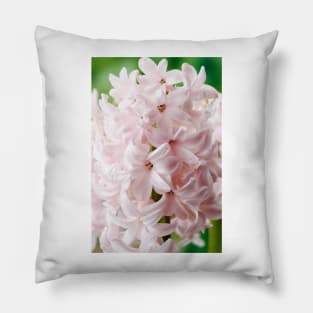 Hyacinthus orientalis  &#39;China Pink&#39;  Hyacinth Pillow