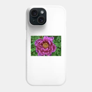 Japanese Tree Peony Phone Case