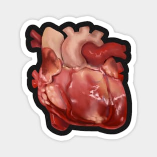 The Human Heart Magnet