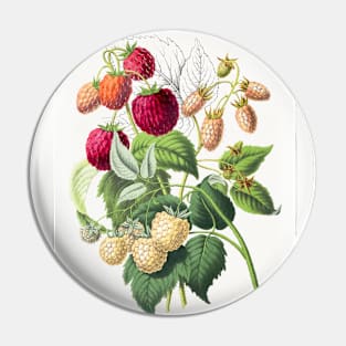 Vintage strawberry illustration Pin