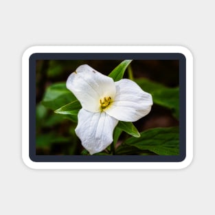 White Trillium 2 Magnet