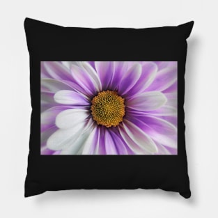 Purple Daisy Gerbera Pillow