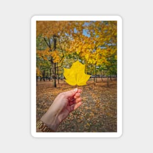 under the yellow maple tree Magnet